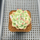 Echeveria 'Tiffany' 2" Succulent Plant Cutting