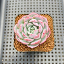 Echeveria 'A-Pink' 2" Succulent Plant Cutting