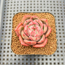 Echeveria 'Pink Champaign' 2" Succulent Plant