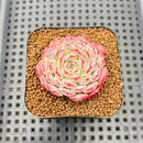Echeveria 'Meteor' 2" Changhee Hybrid Succulent Plant Cutting