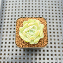 Echeveria 'Heart Angel' 1" Succulent Plant Cutting