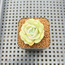 Echeveria 'Heart Angel' 1" Succulent Plant Cutting