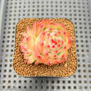 Echeveria 'Red Corn' 2" Succulent Plant Cutting
