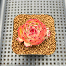 Echeveria 'Red Corn' 2" Succulent Plant Cutting