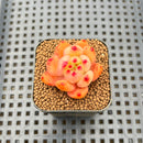 Echeveria Agavoides 'Red Diamond' 1" Succulent Plant Cutting