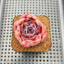 Echeveria 'Odette' 2" Succulent Plant Cutting