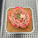 Echeveria 'Fire Pillar' Hybrid 2" Succulent Plant Cutting