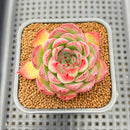 Echeveria 'Fire Pillar' Hybrid 2" Succulent Plant Cutting