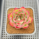 Echeveria 'Fire Pillar' Hybrid 2" Succulent Plant Cutting