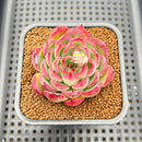 Echeveria 'Fire Pillar' Hybrid 2" Succulent Plant Cutting