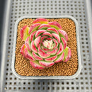 Echeveria 'Fire Pillar' Hybrid 2" Succulent Plant Cutting
