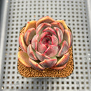 Echeveria 'Queen Mary' 2" Succulent Plant Cutting