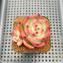 Echeveria Agavoides sp. 2" Succulent Plant Cutting