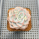 Echeveria 'Blue Wedding' 2" Succulent Plant Cutting