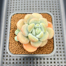 Graptopetalum 'Miul' 2" Succulent Plant Cutting