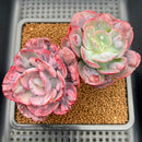 Echeveria 'Beyonce' Variegated 4" Succulent Plant Cutting