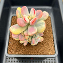 Cotyledon 'Orbiculata' Variegated 4" Succulent Plant
