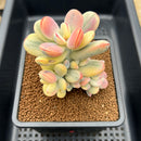 Cotyledon 'Orbiculata' Variegated 4" Succulent Plant
