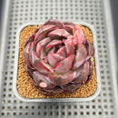 Echeveria 'Purple Sherin' 2" Succulent Plant Cutting
