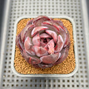 Echeveria 'Purple Sherin' 2" Succulent Plant Cutting