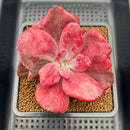 Echeveria 'Diamond State' Variegated 4" Wide Leaf Succulent Plant Cutting