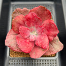 Echeveria 'Diamond State' Variegated 4" Wide Leaf Succulent Plant Cutting