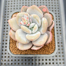 Pachyphytum 'Pink Frevel' 2"-3" Succulent Plant Cutting