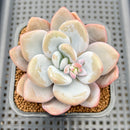 Pachyphytum 'Pink Frevel' 2"-3" Succulent Plant Cutting