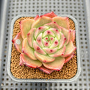 Echeveria Agavoides 'Space Rose' 2" Succulent Plant Cutting