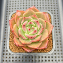 Echeveria Agavoides 'Space Rose' 2" Succulent Plant Cutting