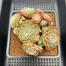Echeveria 'Sugar Baby' 3" Succulent Plant Cutting