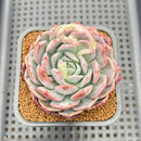 Echeveria 'Secret' 2" Succulent Plant Cutting