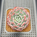 Echeveria 'Secret' 2" Succulent Plant Cutting