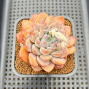 Graptoveria 'Highstone' 2" Succulent Plant Cutting