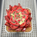 Echeveria Agavoides 'Amestro' 3" Succulent Plant Cutting