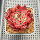 Echeveria Agavoides 'Amestro' 3" Succulent Plant Cutting