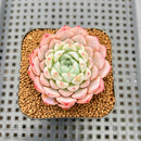 Echeveria 'White Zaragoza' 2" Succulent Plant Cutting