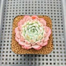 Echeveria 'White Zaragoza' 2" Succulent Plant Cutting
