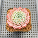 Echeveria 'White Zaragoza' 2" Succulent Plant Cutting