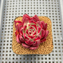 Echeveria Agavoides 'Anjou' 2" Succulent Plant Cutting