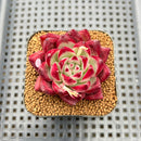Echeveria Agavoides 'Anjou' 2" Succulent Plant Cutting