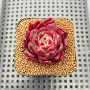 Echeveria Agavoides 'Anjou' 2" Succulent Plant Cutting