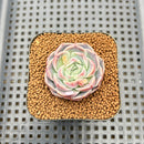 Echeveria 'Milk Kiss' 1"-2" Succulent Plant Cutting