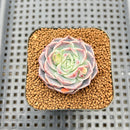 Echeveria 'Milk Kiss' 1"-2" Succulent Plant Cutting