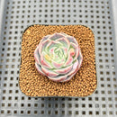 Echeveria 'Milk Kiss' 1"-2" Succulent Plant Cutting