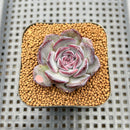Echeveria 'Chocolate Grace' 1"-2" Succulent Plant Cutting