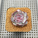 Echeveria 'Chocolate Grace' 1"-2" Succulent Plant Cutting