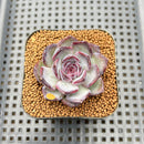 Echeveria 'Chocolate Grace' 1"-2" Succulent Plant Cutting
