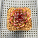 Echeveria 'Black Tiger' 2" Succulent Plant Cutting