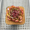 Echeveria 'Black Tiger' 2" Succulent Plant Cutting